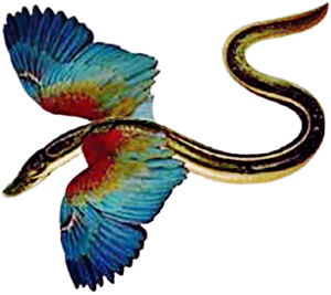 A flying eel, of course